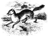 Jackal (Canis aureus). Heb. ShU`aL, (Jud.15.4, Neh.4.3, Ps.63.10, Song.2.15, Lam.5.8, Ezek.13.4). This word means both fox and jackal
